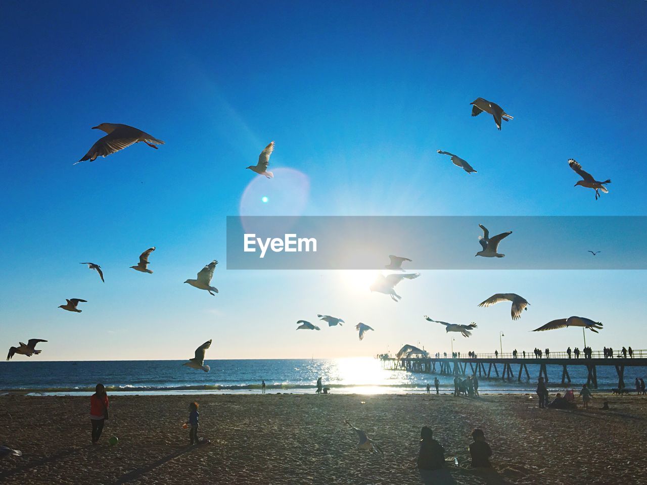 BIRDS FLYING OVER BEACH