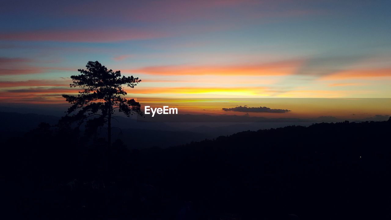 SILHOUETTE TREE AGAINST SKY DURING SUNSET