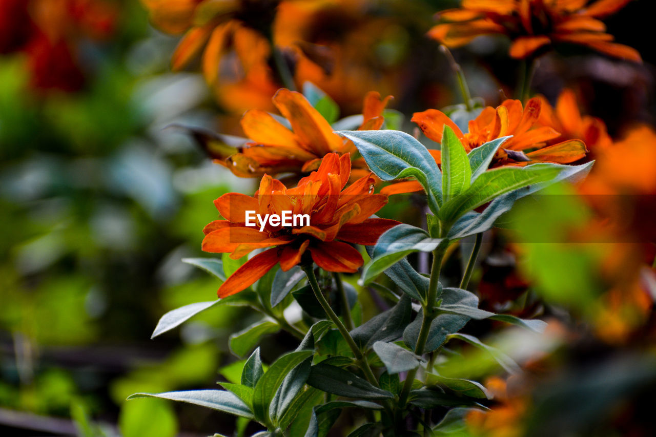 Close-up of orange flowering plant