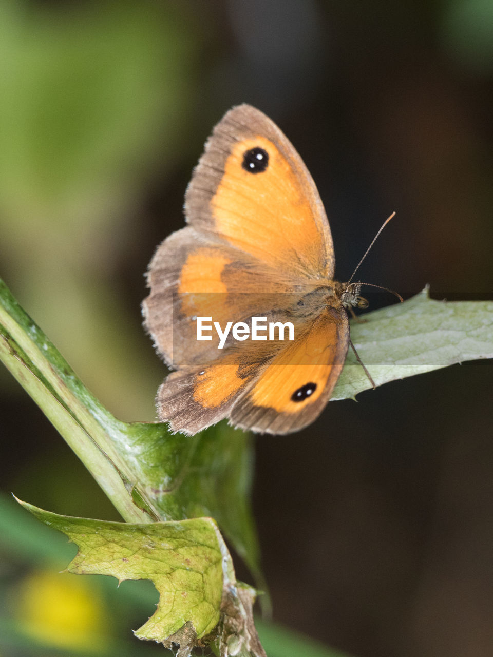 CLOSE-UP OF BUTTERFLY PERCHING ON PLANT OUTDOORS