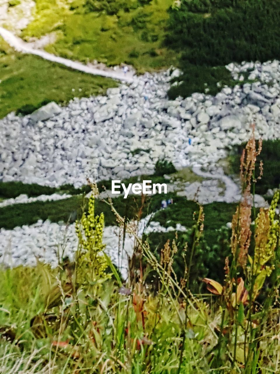 CLOSE-UP OF PLANTS ON LAND