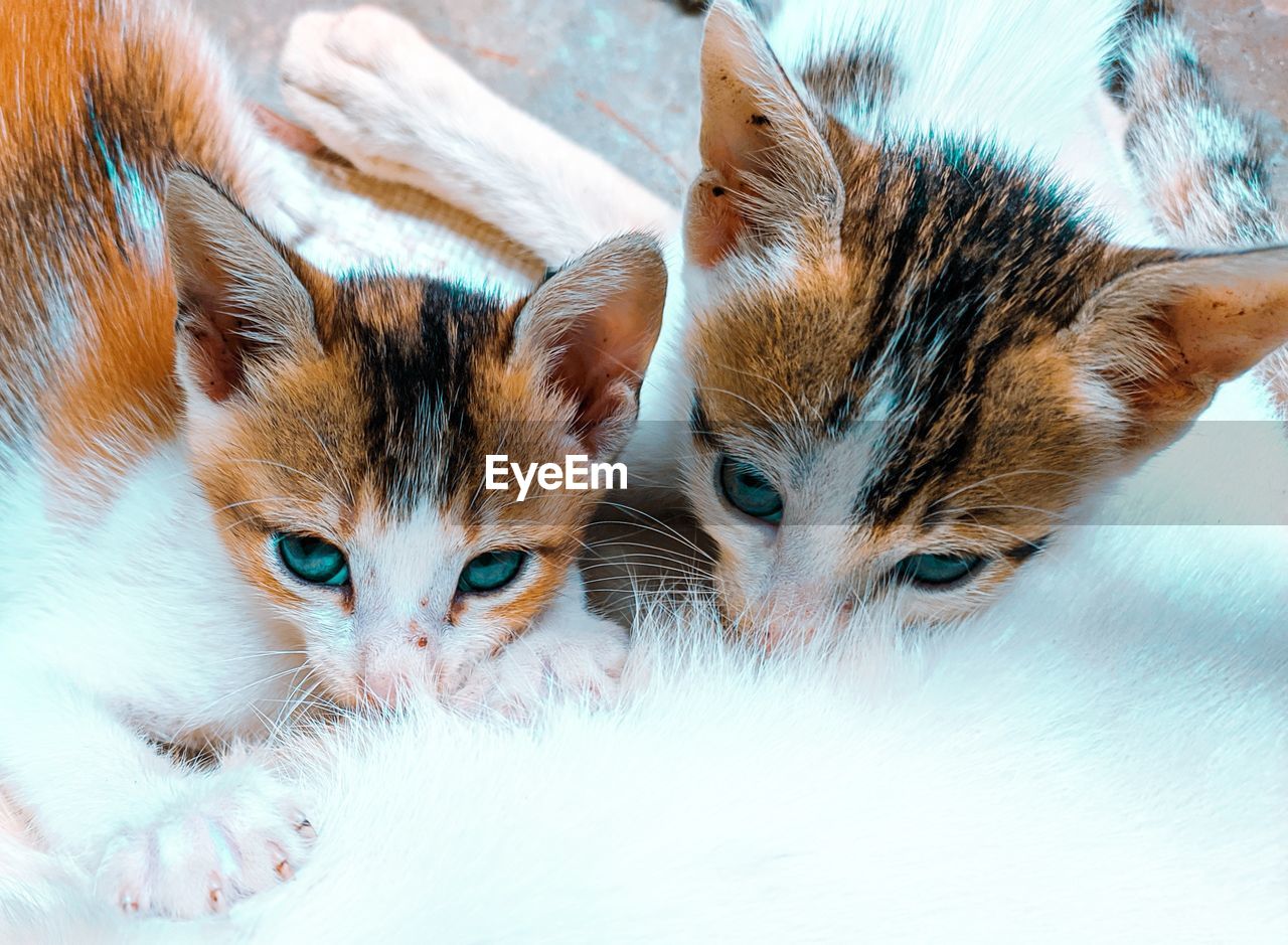 CLOSE-UP OF TWO CATS WITH KITTEN