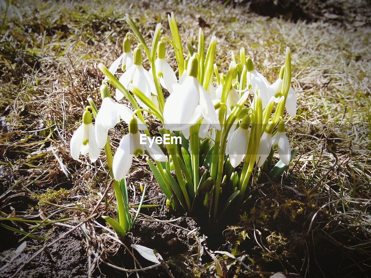 Close-up of white flowers growing on ground
