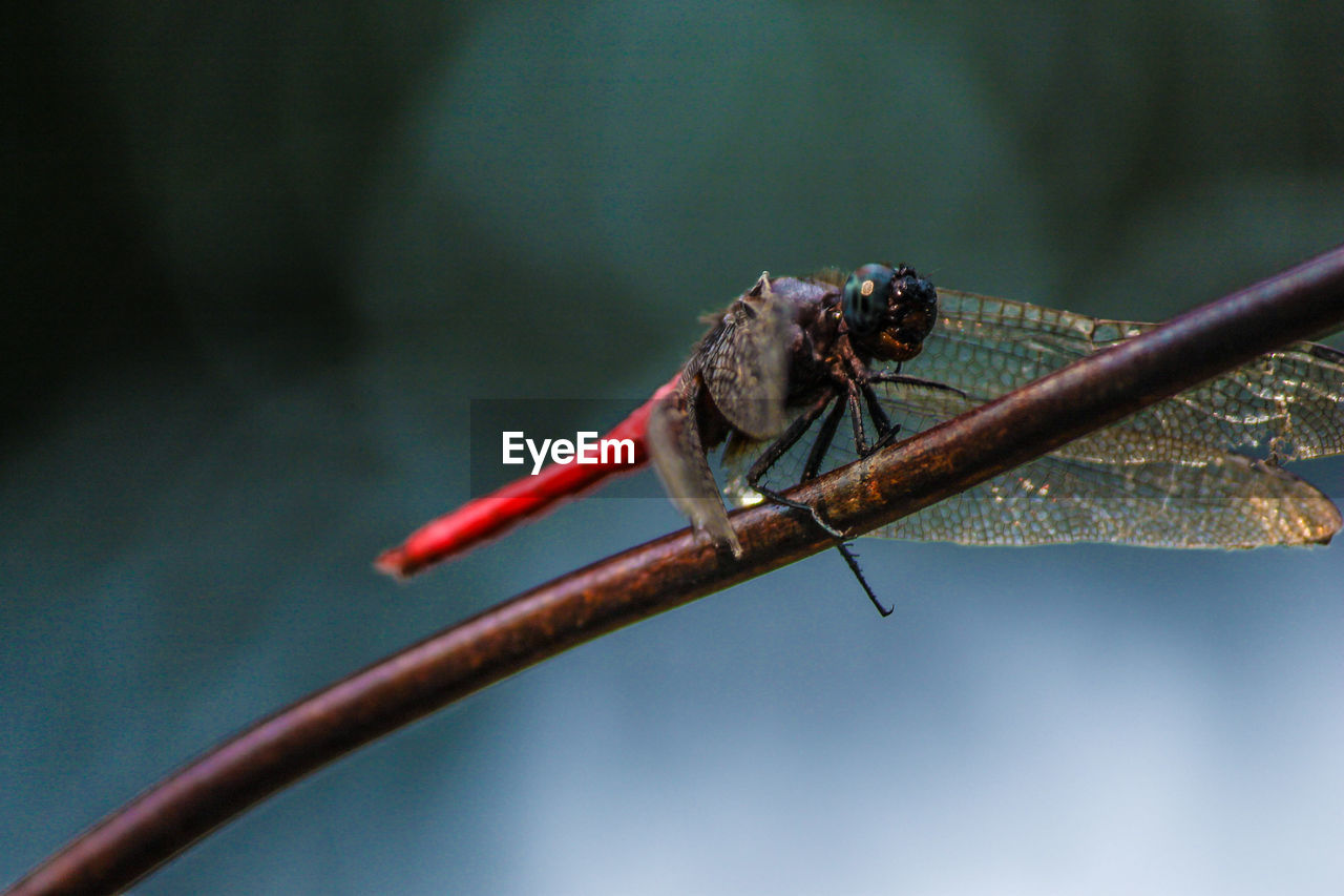 Close-up of insect on plant