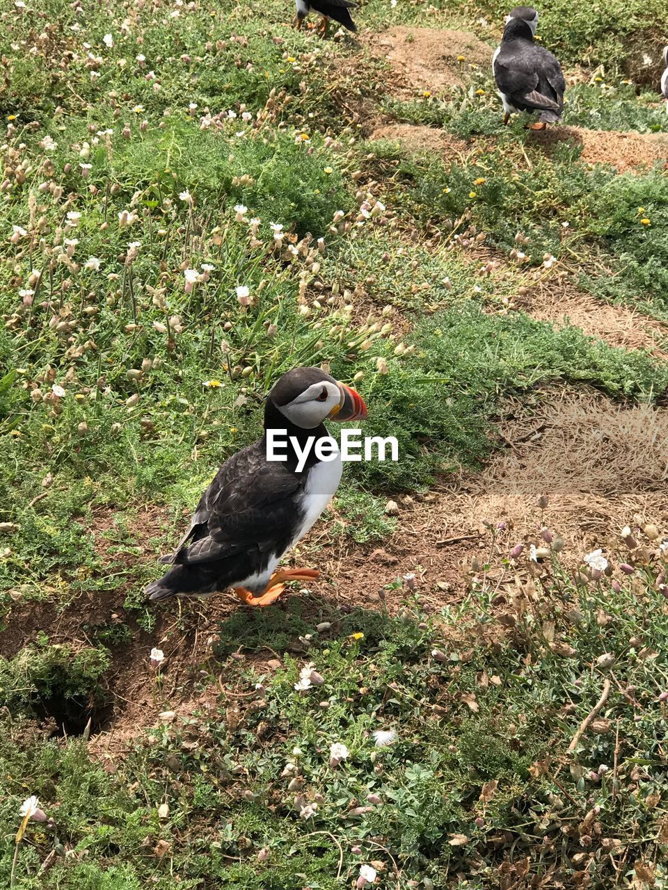 HIGH ANGLE VIEW OF BIRD PERCHING ON GROUND