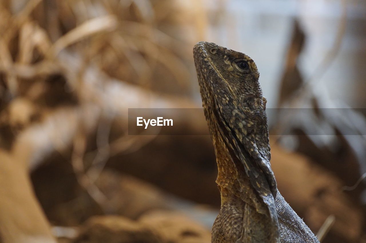 Close-up of lizard against tree