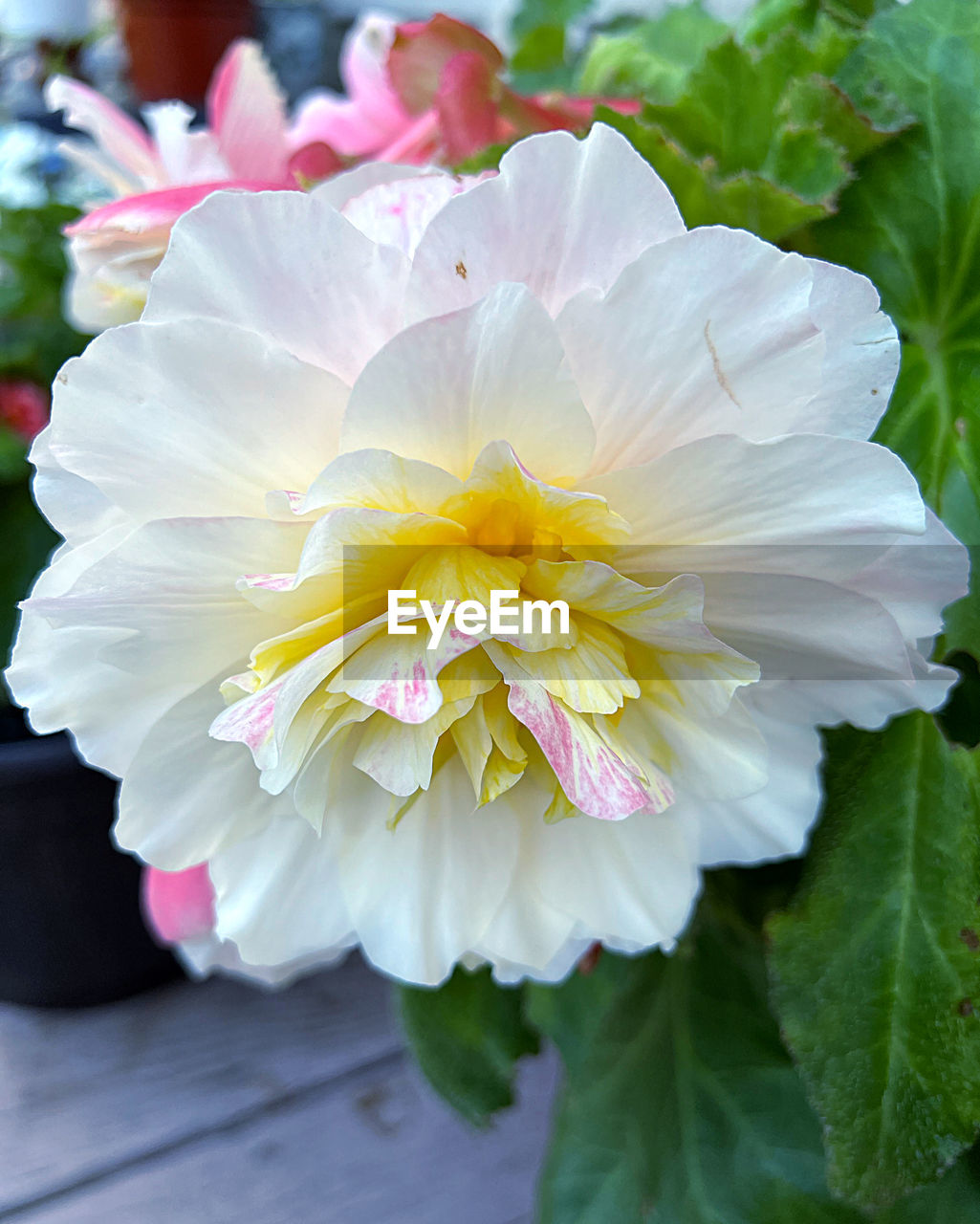 flower, flowering plant, plant, freshness, beauty in nature, close-up, petal, flower head, fragility, nature, inflorescence, leaf, plant part, growth, focus on foreground, springtime, no people, white, outdoors, blossom, pink, day, multi colored