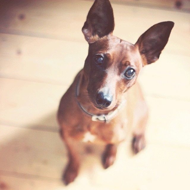 PORTRAIT OF DOG IN THE PARK