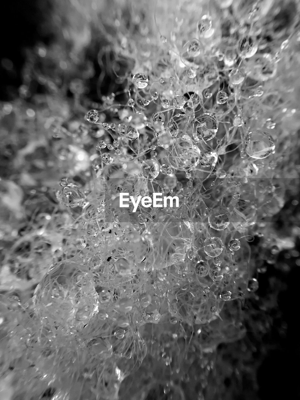 CLOSE-UP OF WET SPIDER WEB