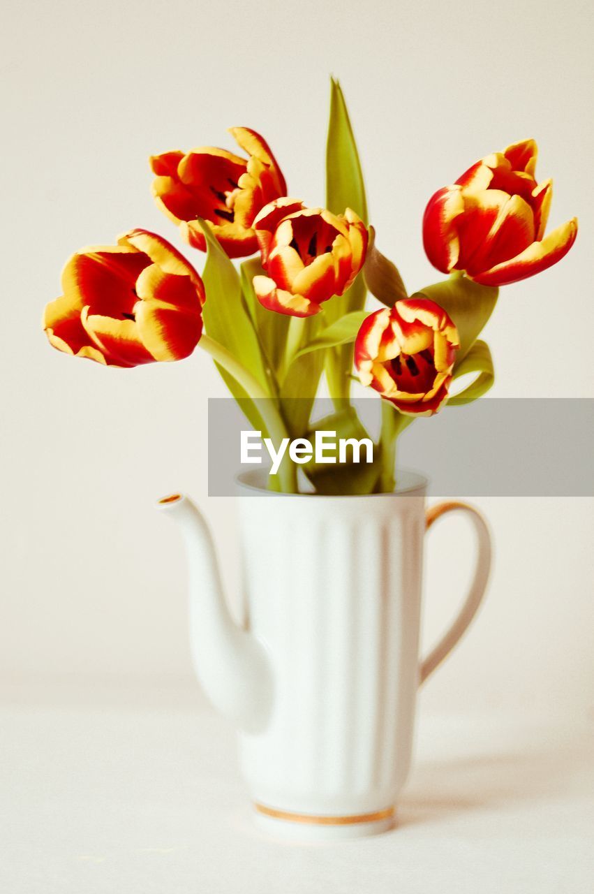 Close-up of tulips in vase against white background