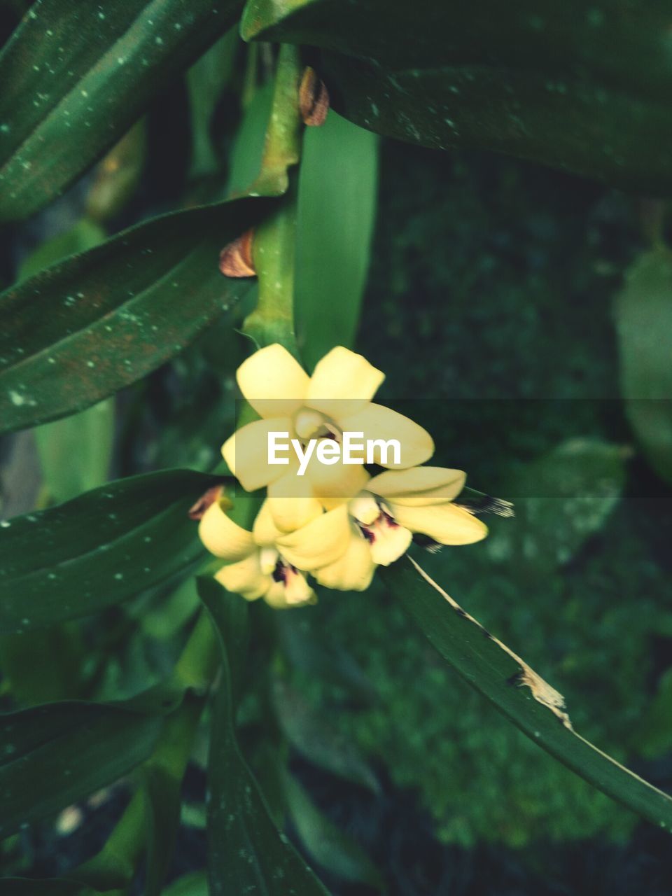 CLOSE-UP OF YELLOW FLOWER IN BLOOM