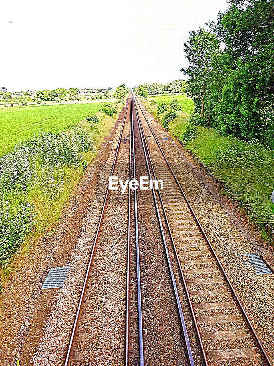 RAILROAD TRACKS IN THE FOREST