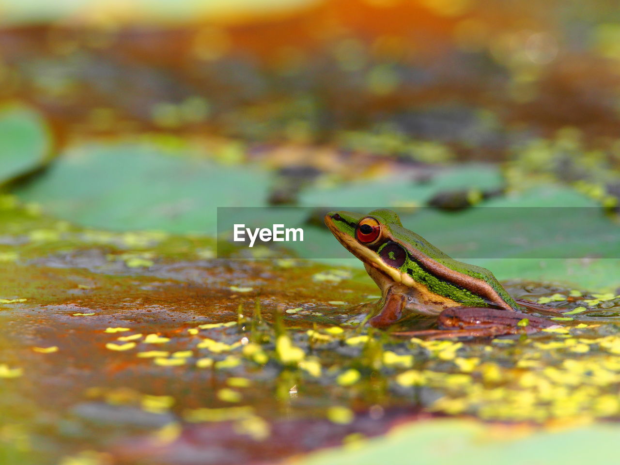 CLOSE-UP OF A FROG