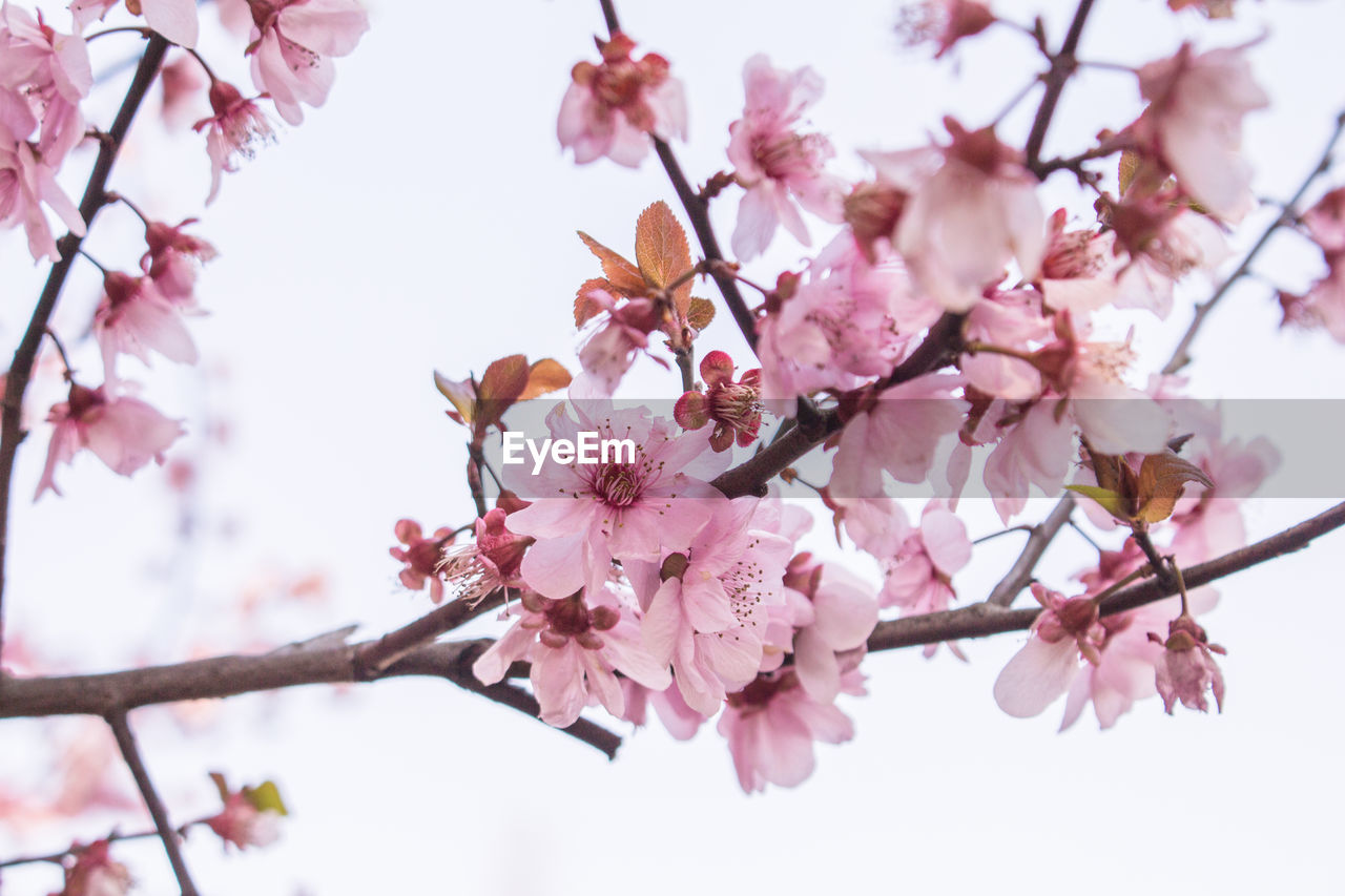 Low angle view of cherry blossoms against sky