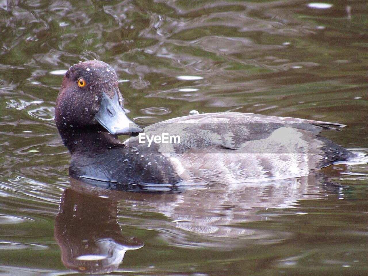 Close-up of swan swimming on lake