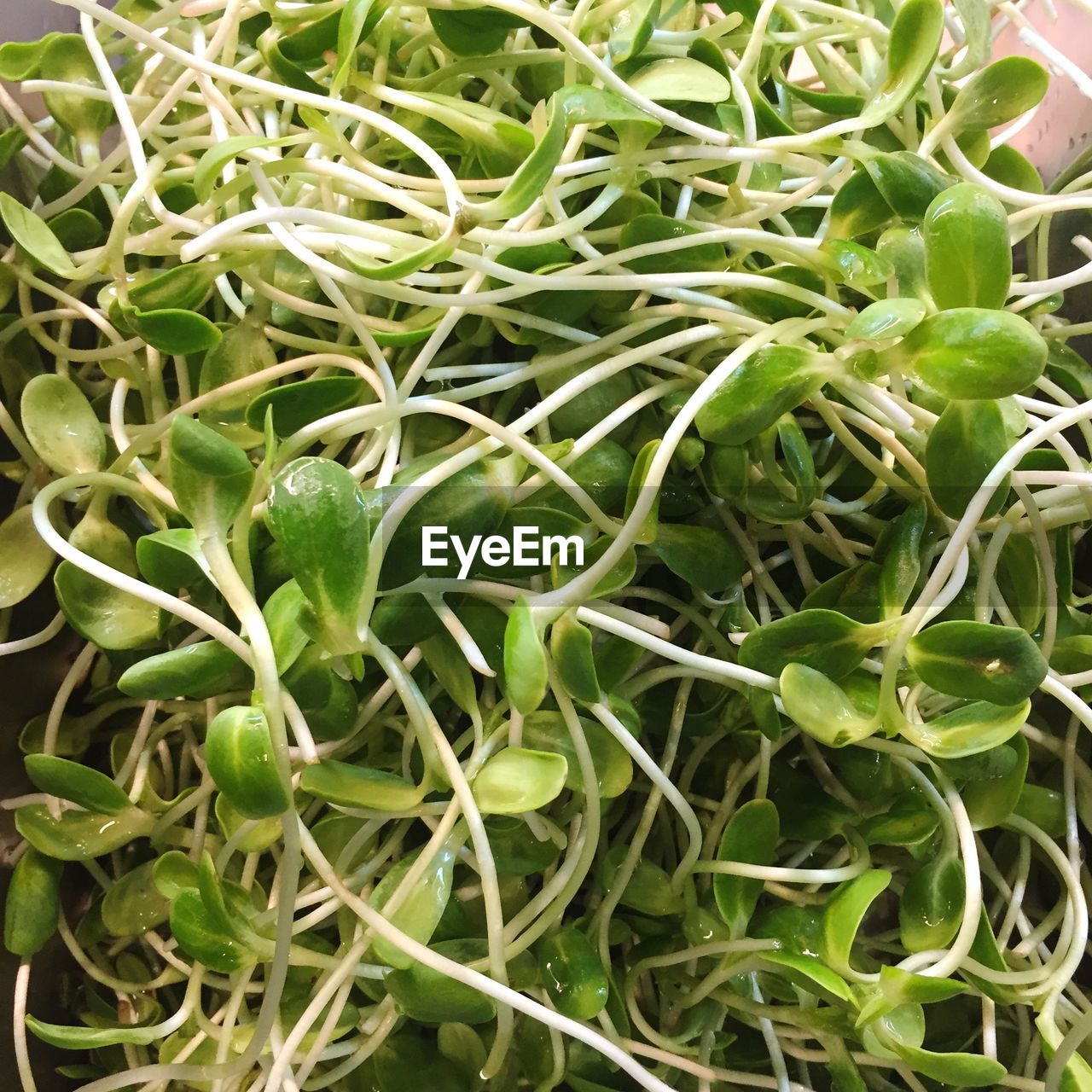 Close-up of leaf vegetable