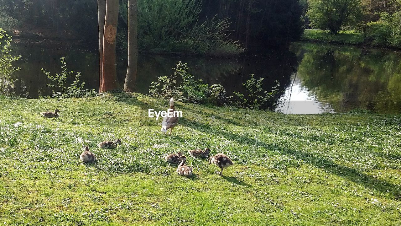 BIRDS ON FIELD BY LAKE AGAINST TREES