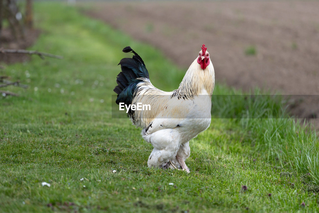 domestic animals, livestock, chicken, animal themes, animal, bird, pet, mammal, rooster, agriculture, grass, poultry, nature, farm, comb, rural scene, one animal, plant, cockerel, fowl, field, landscape, no people, beak, prairie, hen, land, outdoors, day, full length