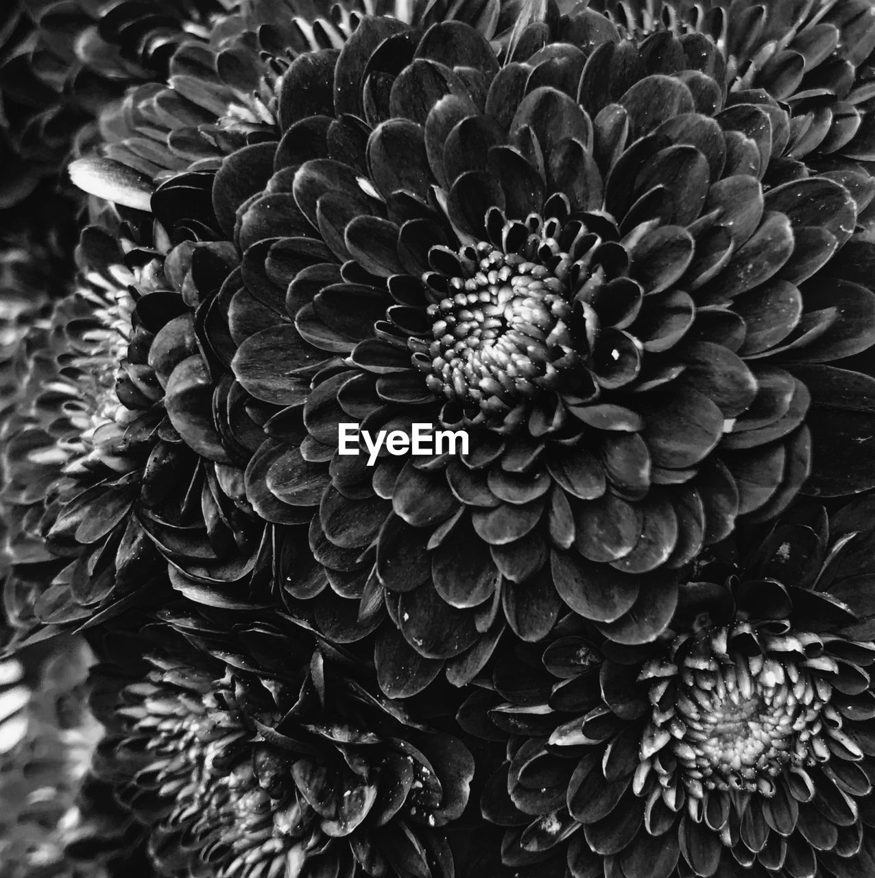 black and white, plant, monochrome photography, flower, growth, flowering plant, beauty in nature, close-up, monochrome, flower head, inflorescence, petal, nature, fragility, no people, freshness, black, pattern, day, outdoors, high angle view, full frame