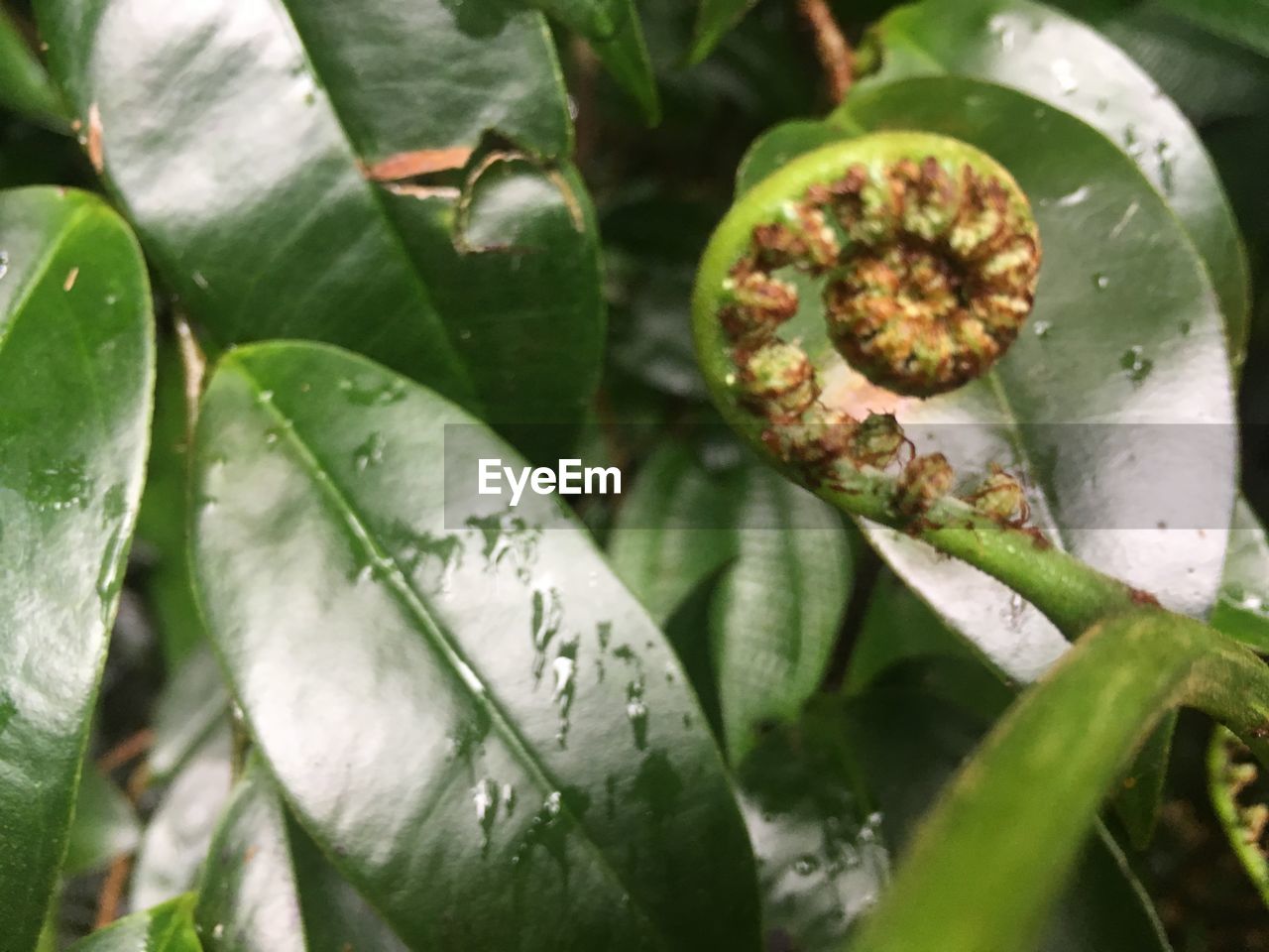 CLOSE-UP OF FRESH GREEN PLANT