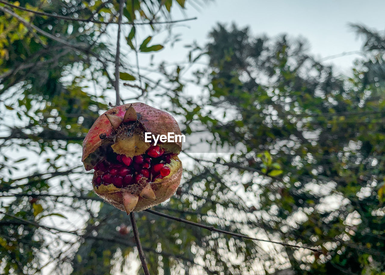 Low angle view of pomegranate 