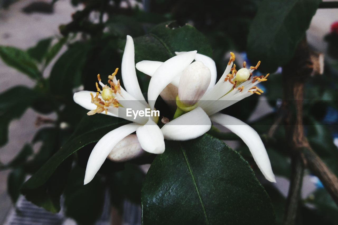 CLOSE-UP OF WHITE FLOWER