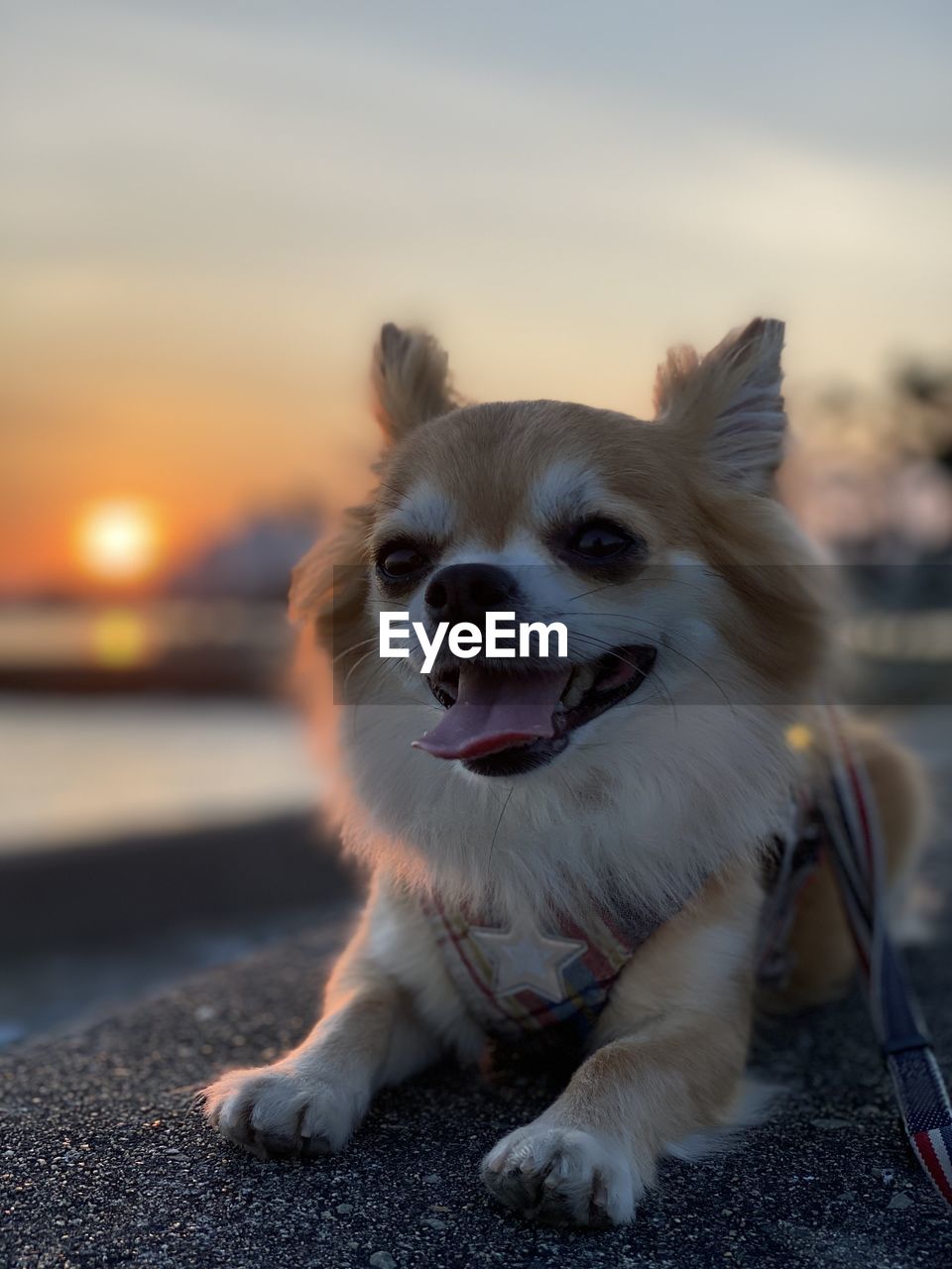 Portrait of dog looking at camera against sky during sunset