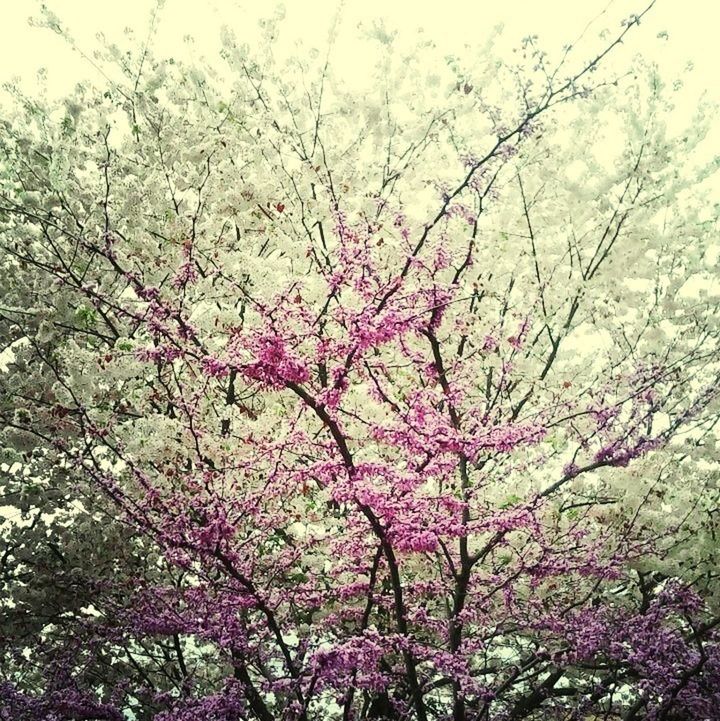 LOW ANGLE VIEW OF PINK FLOWERS ON TREE