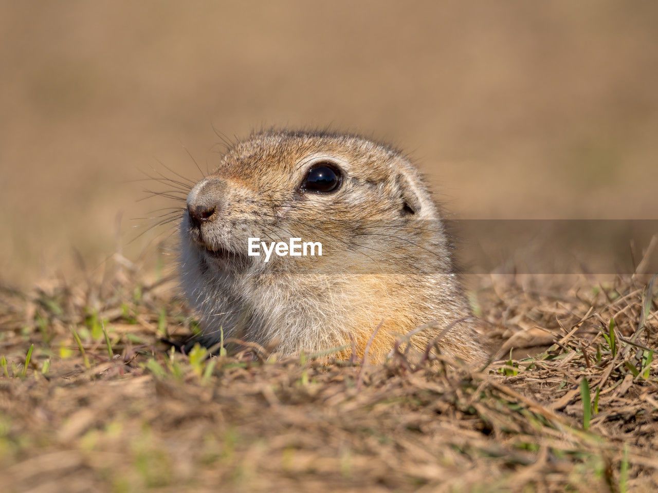 animal, animal themes, animal wildlife, one animal, prairie dog, wildlife, mammal, whiskers, squirrel, no people, rodent, portrait, nature, selective focus, close-up, grass, prairie, outdoors, day, plant, looking at camera, land, cute, eating