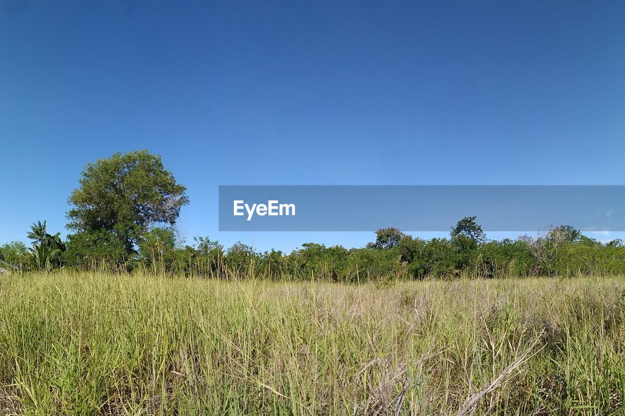 Scenic view of field against clear blue sky