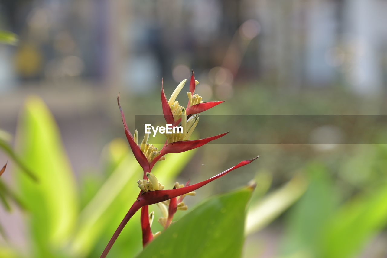 Close-up of bird of paradise