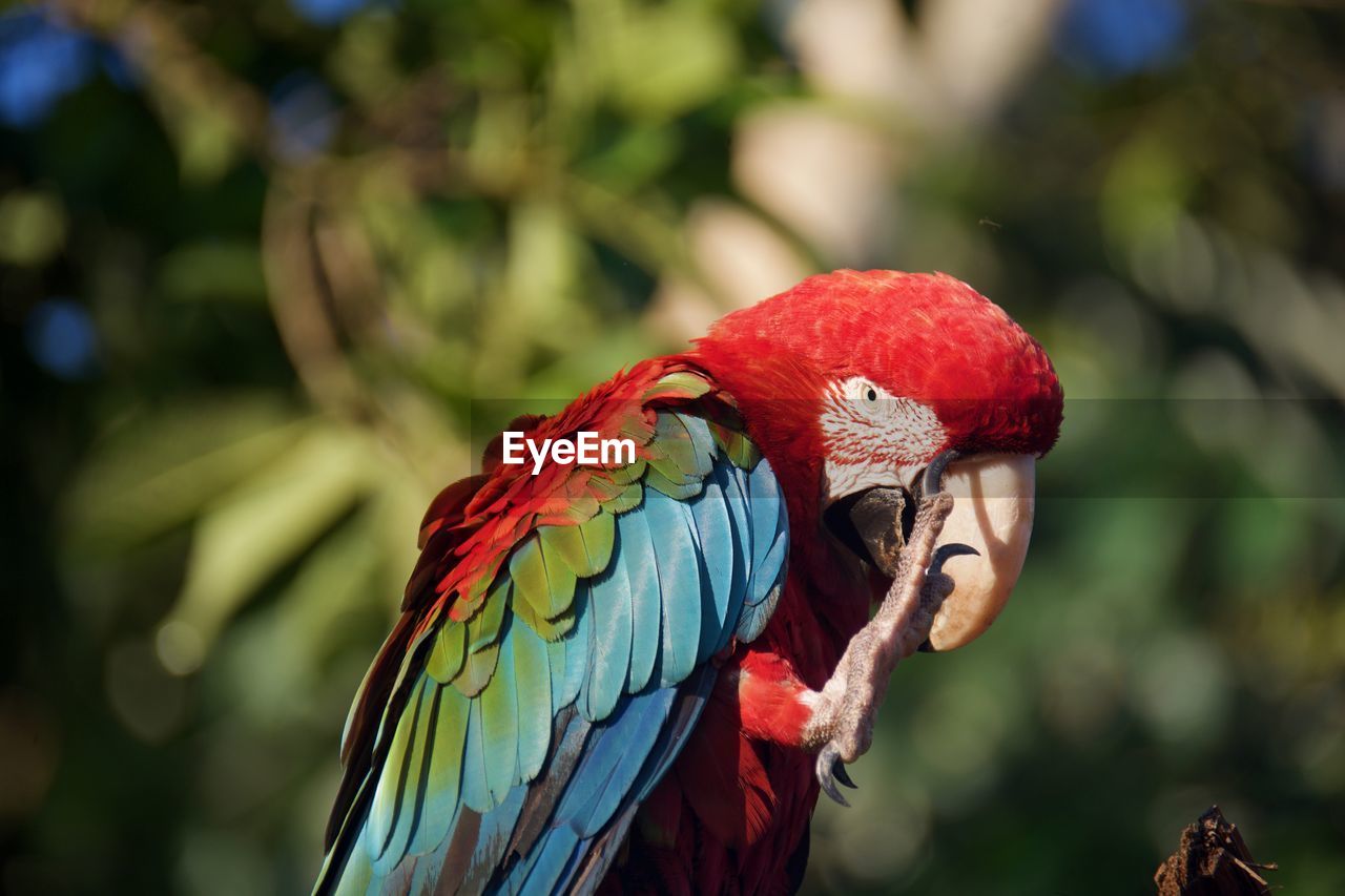 CLOSE-UP OF RED PARROT PERCHING ON TREE