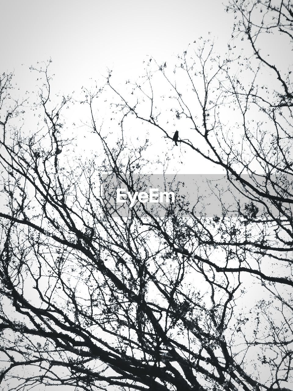 LOW ANGLE VIEW OF BIRD FLYING IN SKY