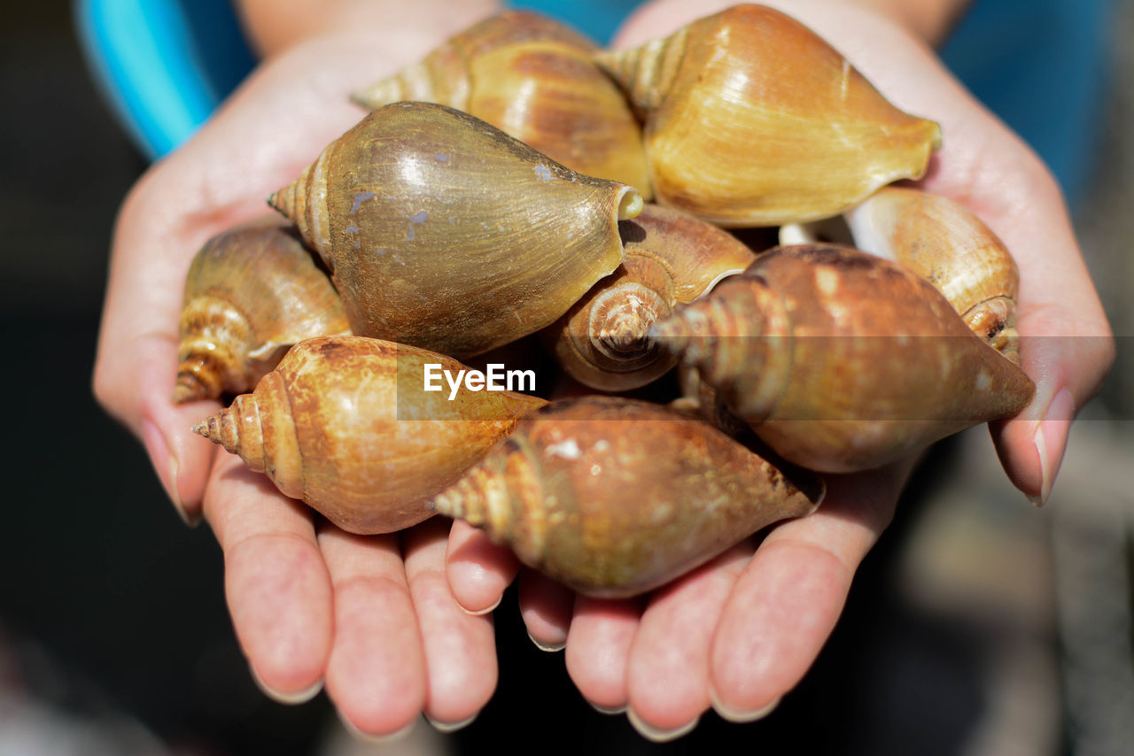 Cropped hands of person holding seashells