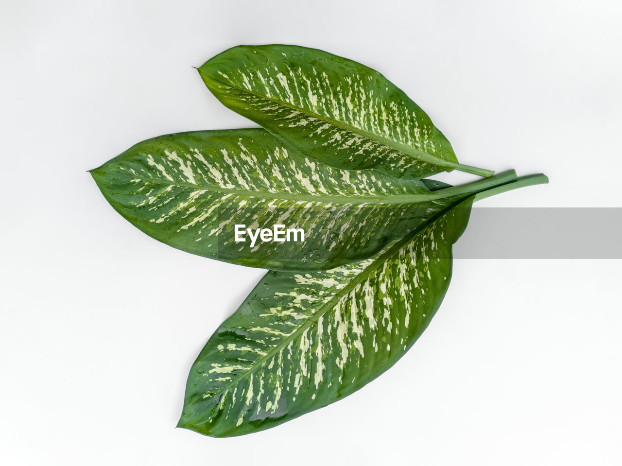 HIGH ANGLE VIEW OF FRESH GREEN LEAVES