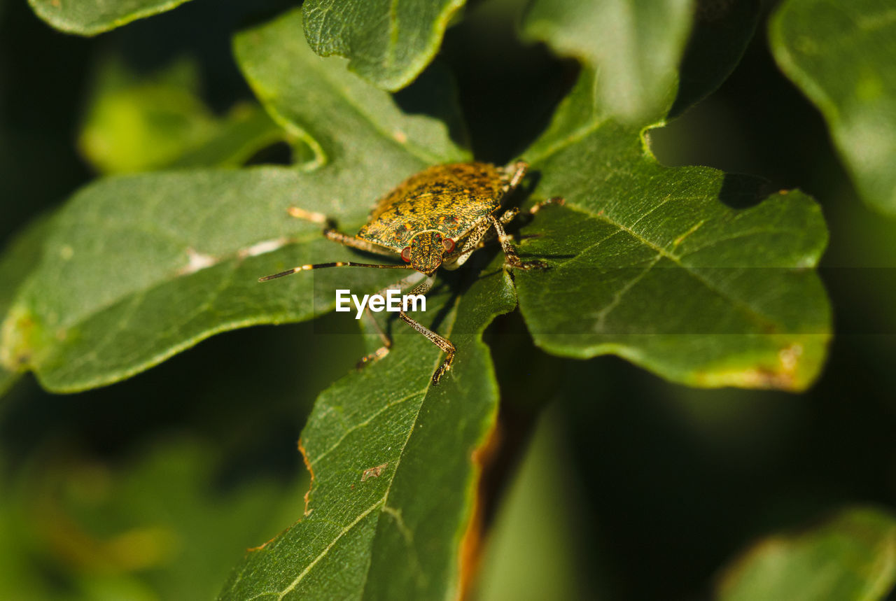 CLOSE-UP OF GRASSHOPPER ON LEAF