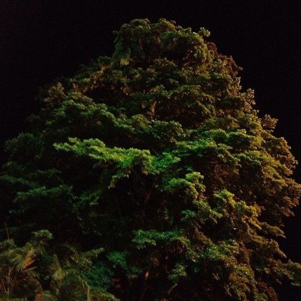 VIEW OF TREES IN THE DARK