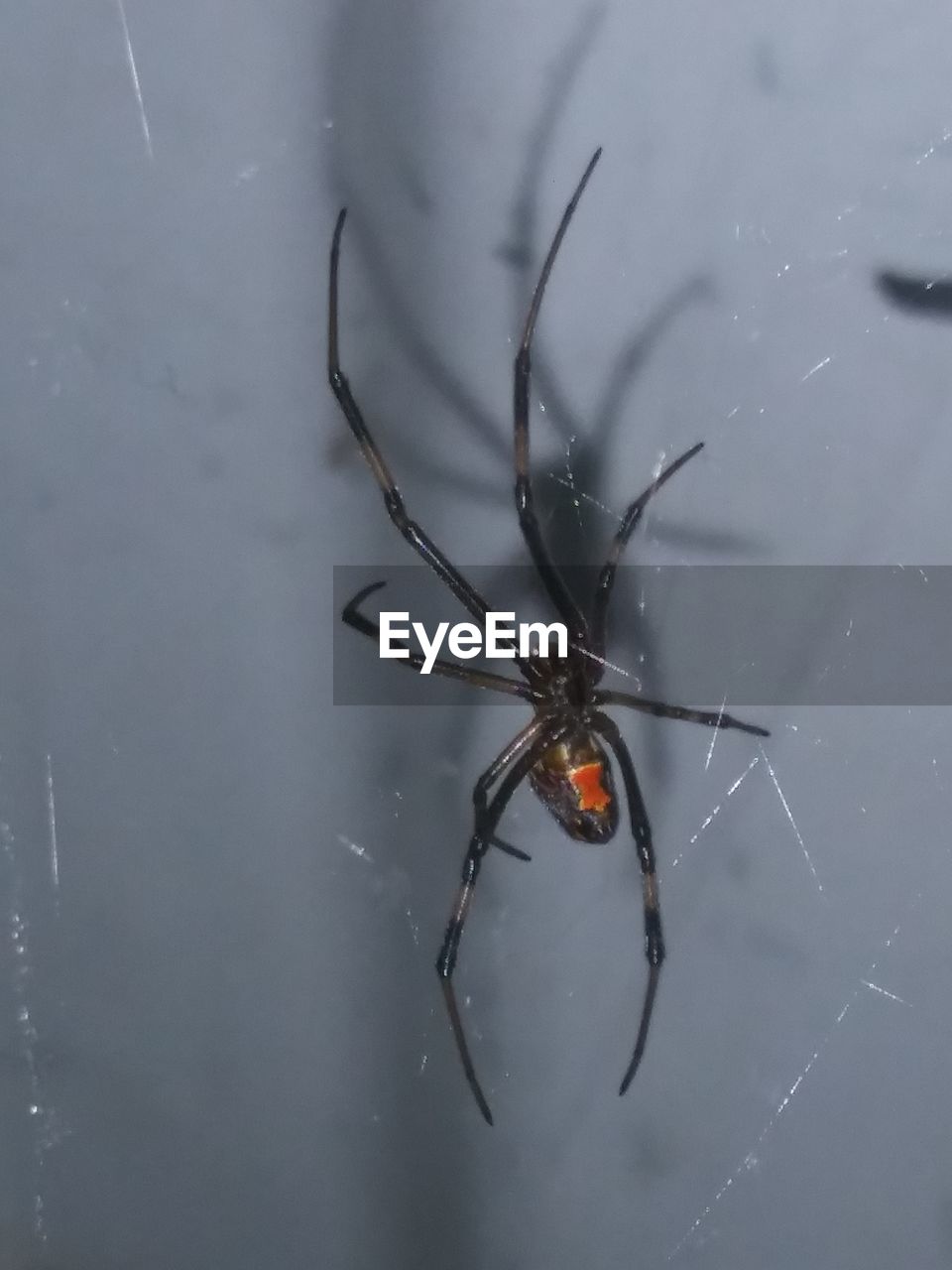 CLOSE-UP OF SPIDER ON WEB