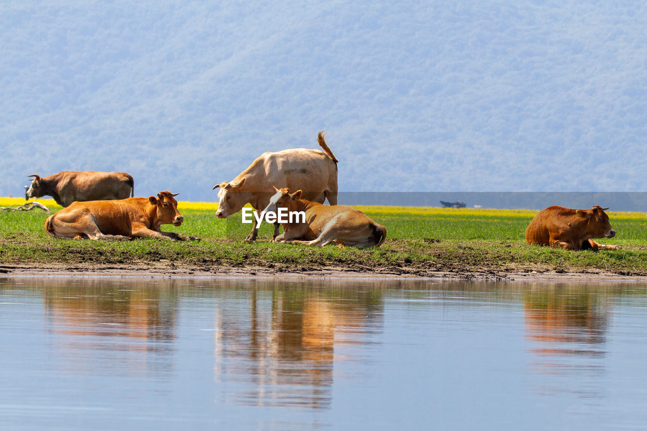 COWS ON THE LAKE