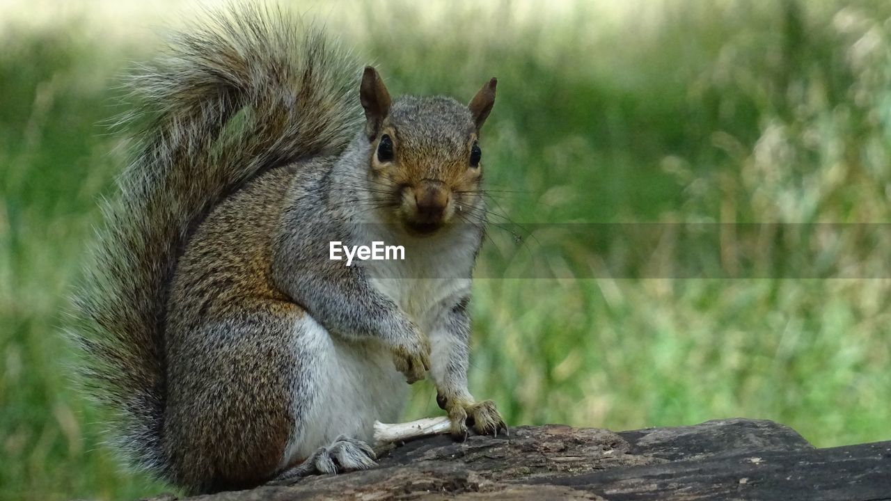 CLOSE-UP PORTRAIT OF SQUIRREL SITTING ON WOOD