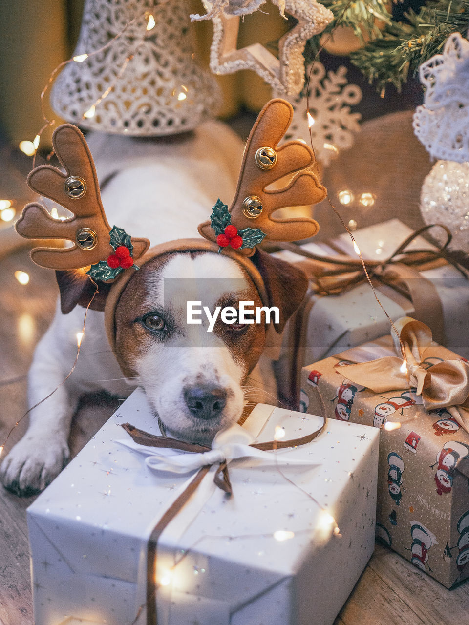 HIGH ANGLE VIEW OF DOG WITH CHRISTMAS DECORATION