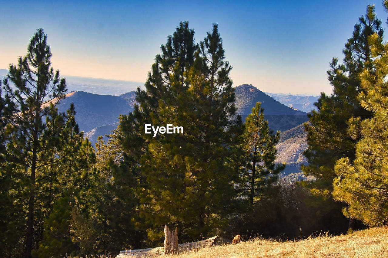 SCENIC VIEW OF TREES AND MOUNTAINS AGAINST SKY