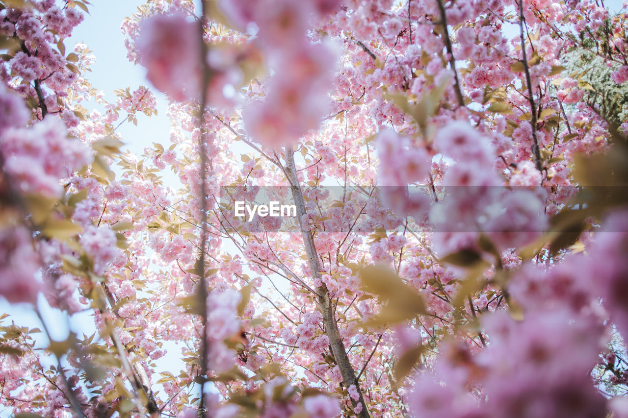 Close-up of pink cherry blossoms in spring