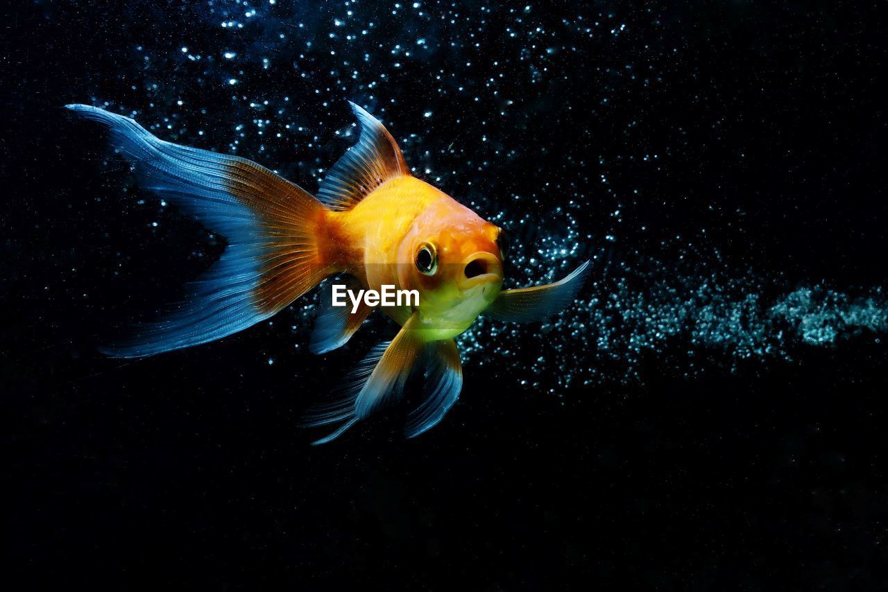 CLOSE-UP OF FISH SWIMMING UNDERWATER