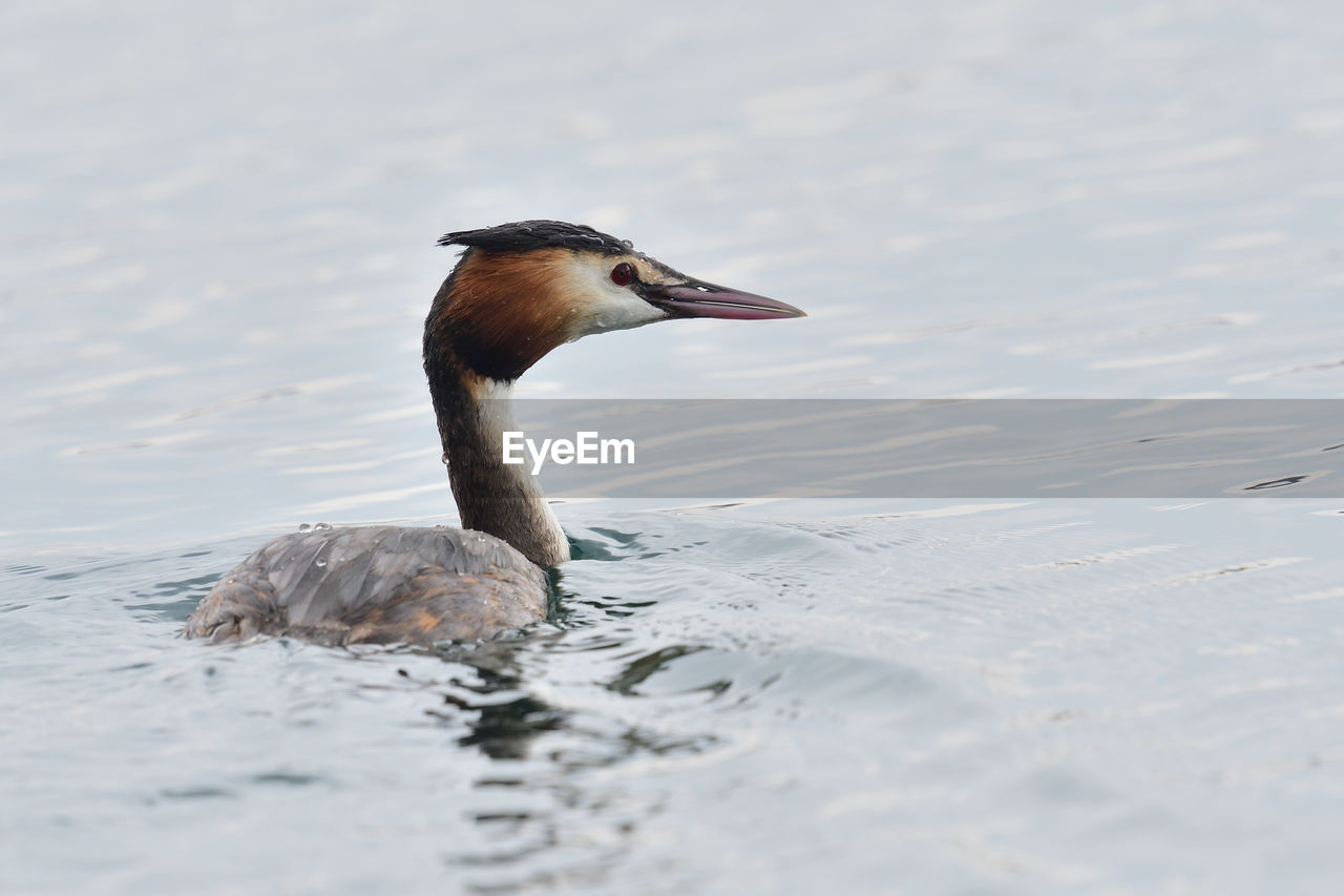 BIRD SWIMMING IN LAKE