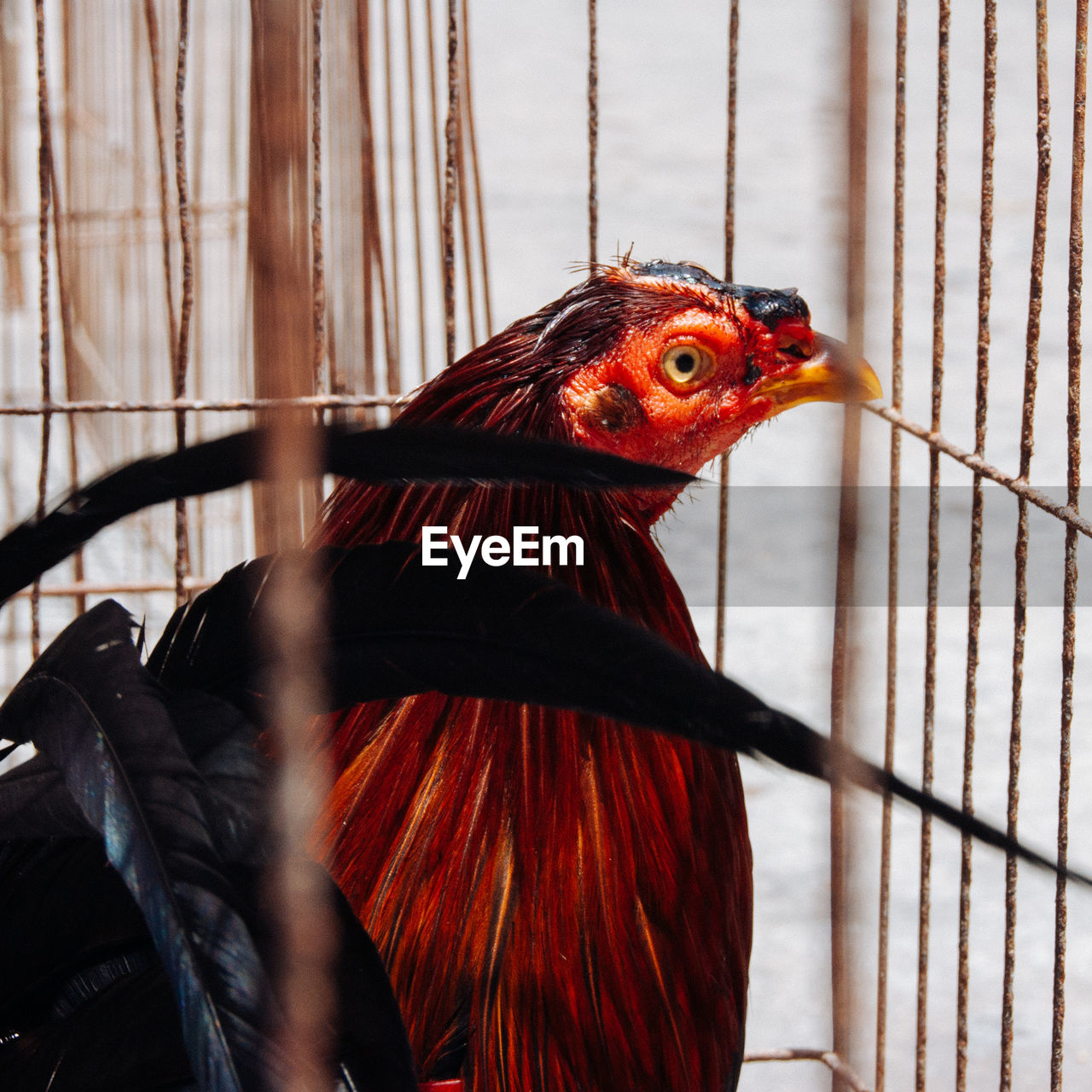 Close-up of hen in chicken coop