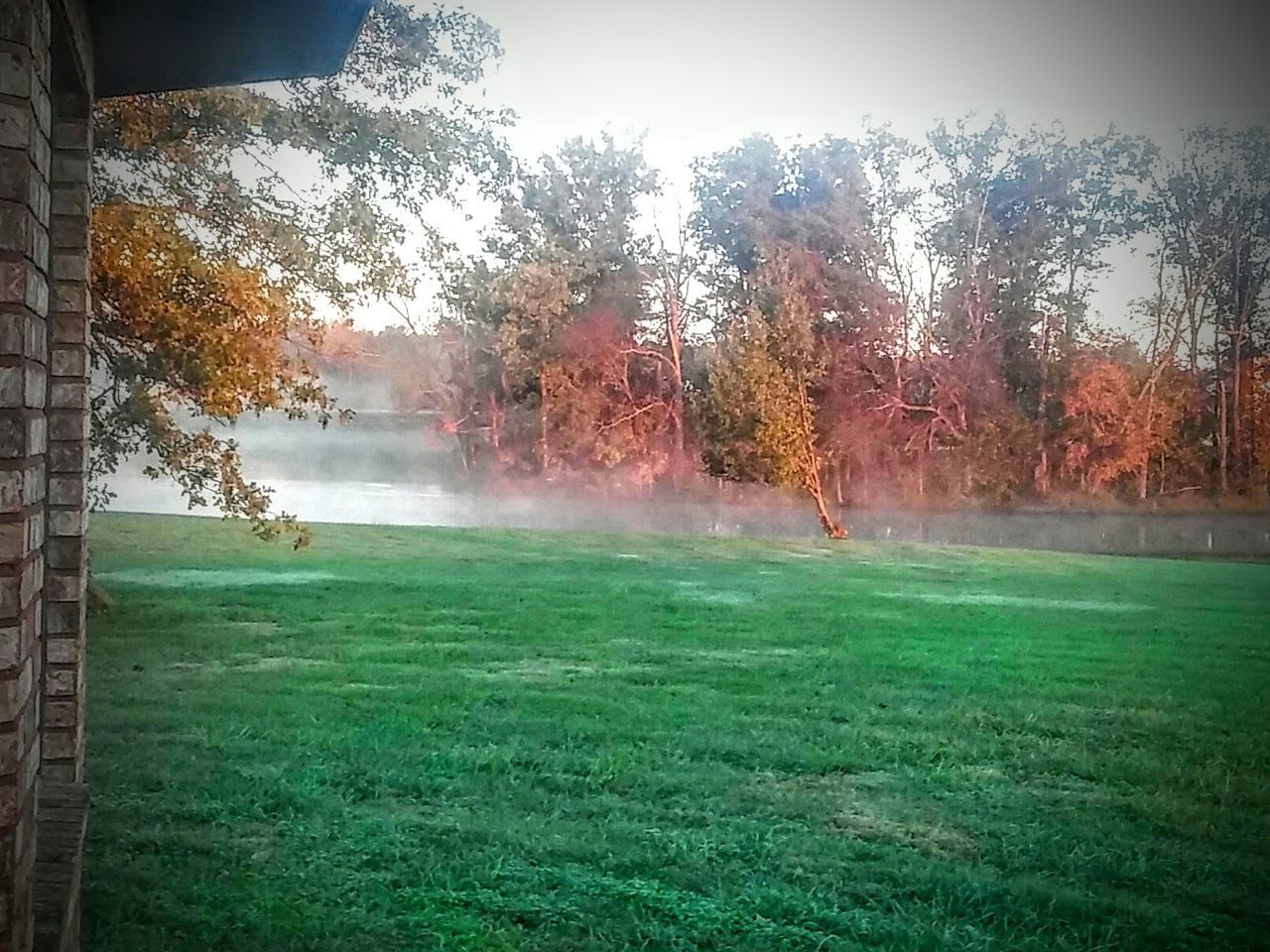 TREES ON FIELD