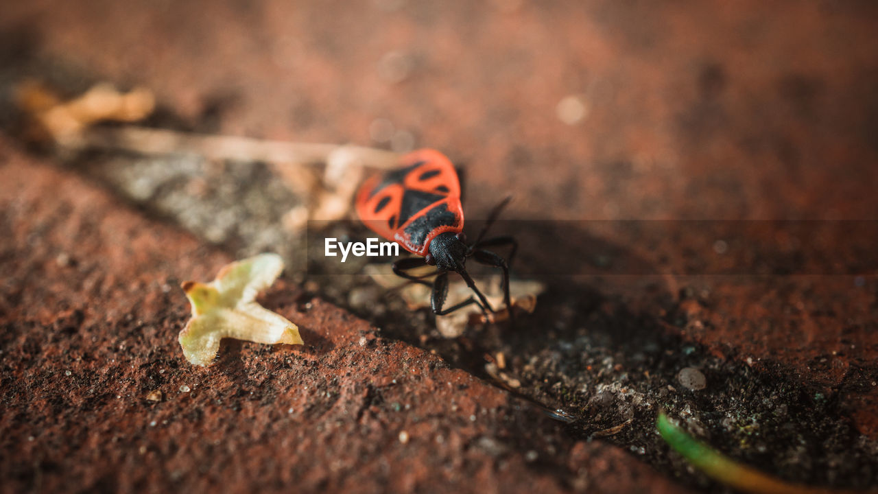 CLOSE-UP OF ORANGE BUTTERFLY