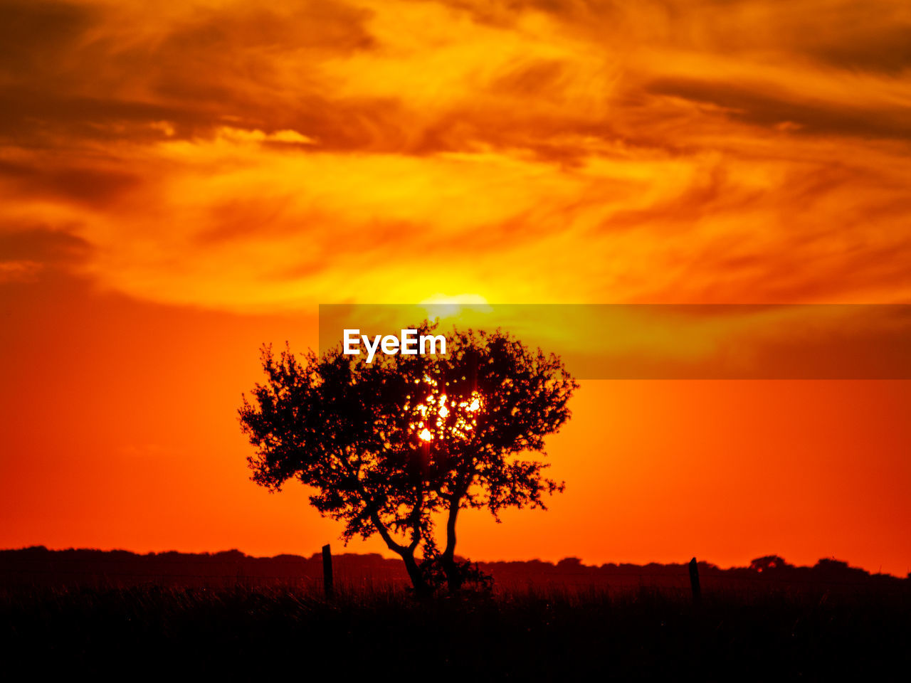 SILHOUETTE TREE ON FIELD AGAINST SKY DURING SUNSET