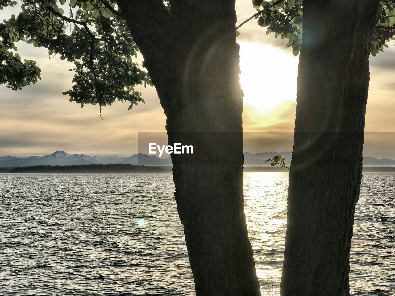 TREE TRUNK BY SEA AGAINST SKY